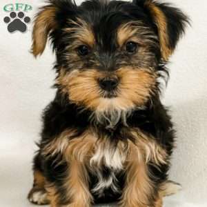 Beau, Yorkie Puppy
