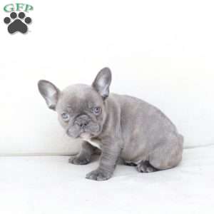 Sage, French Bulldog Puppy