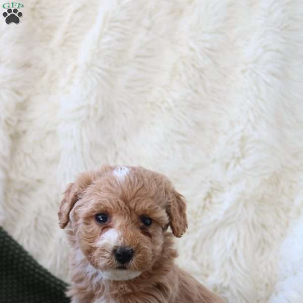 Jade, Mini Goldendoodle Puppy