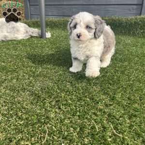 Skie, Mini Sheepadoodle Puppy