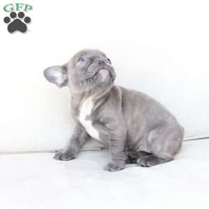 Sage, French Bulldog Puppy