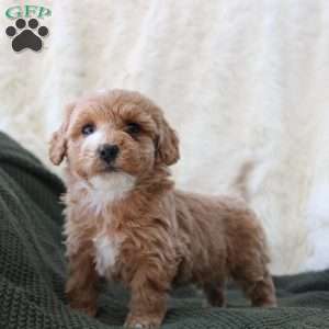 Jade, Mini Goldendoodle Puppy
