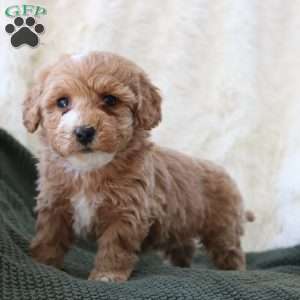 Jade, Mini Goldendoodle Puppy