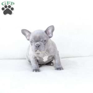 Sage, French Bulldog Puppy