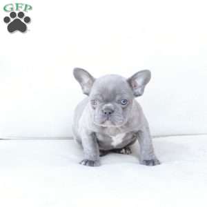 Sage, French Bulldog Puppy