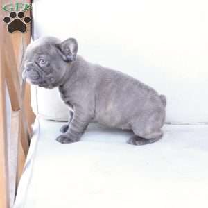 Sage, French Bulldog Puppy