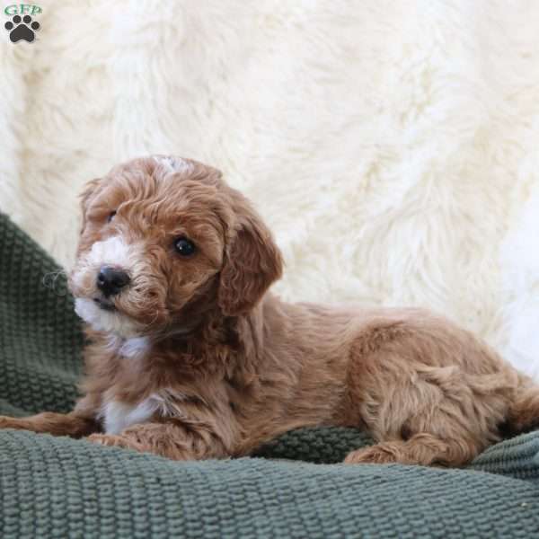 Ivy, Mini Goldendoodle Puppy