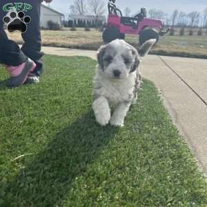 Skie, Mini Sheepadoodle Puppy