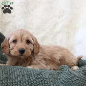 Finn, Mini Goldendoodle Puppy