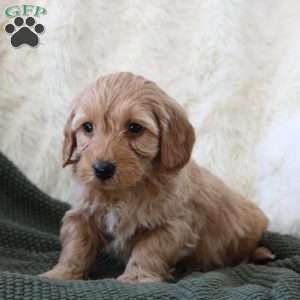 Finn, Mini Goldendoodle Puppy