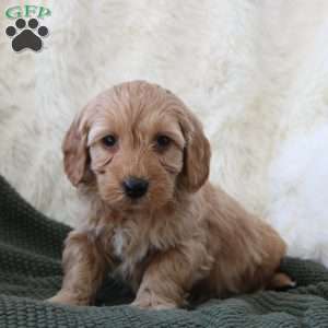 Finn, Mini Goldendoodle Puppy