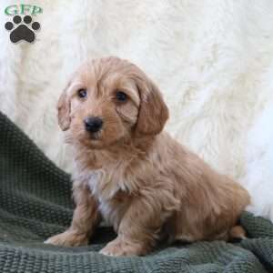 Finn, Mini Goldendoodle Puppy