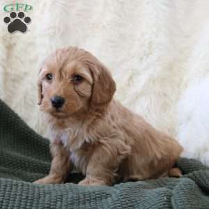 Finn, Mini Goldendoodle Puppy