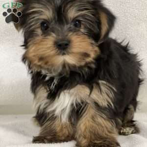 Bobbie, Yorkie Puppy