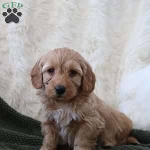 Finn, Mini Goldendoodle Puppy