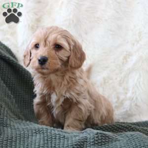 Finn, Mini Goldendoodle Puppy