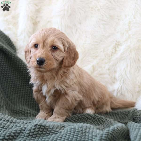 Finn, Mini Goldendoodle Puppy