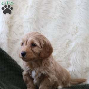 Finn, Mini Goldendoodle Puppy