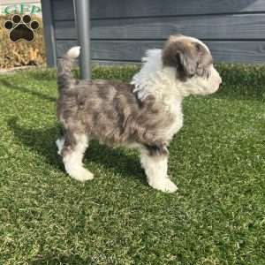 Arrow, Mini Sheepadoodle Puppy