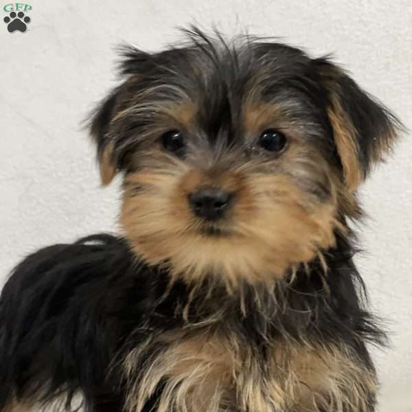 Pamela, Yorkie Puppy