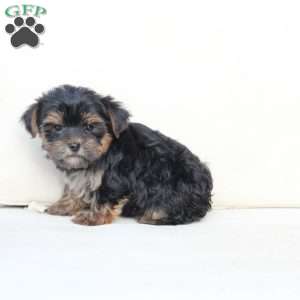 Jake, Yorkie Puppy