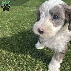 Arrow, Mini Sheepadoodle Puppy