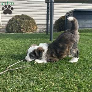 Arrow, Mini Sheepadoodle Puppy