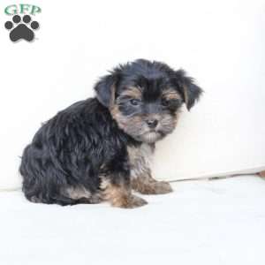 Jake, Yorkie Puppy