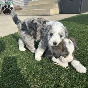 Ricky, Mini Sheepadoodle Puppy