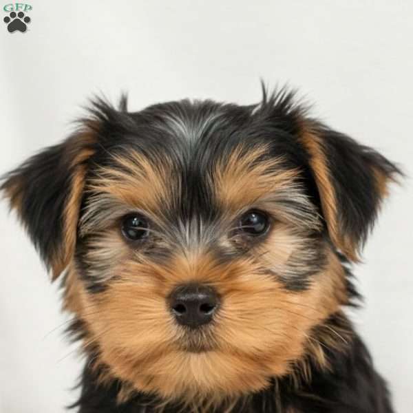 Peter, Yorkie Puppy