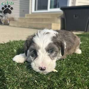 Arrow, Mini Sheepadoodle Puppy