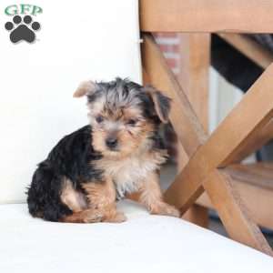 Scout, Yorkie Puppy