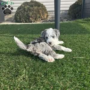 Ricky, Mini Sheepadoodle Puppy