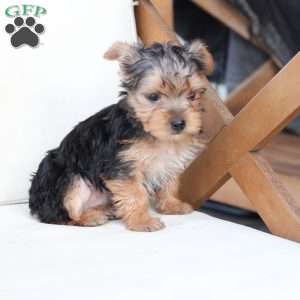 Scout, Yorkie Puppy