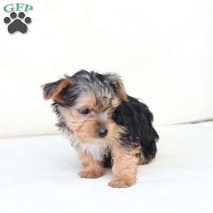 Scout, Yorkie Puppy