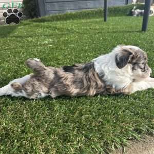 Cash, Mini Sheepadoodle Puppy