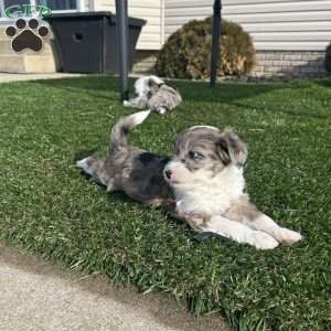 Cash, Mini Sheepadoodle Puppy