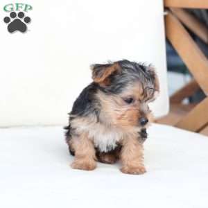 Scout, Yorkie Puppy