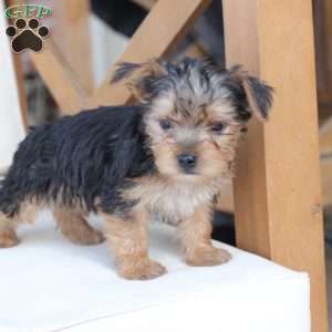 Scout, Yorkie Puppy