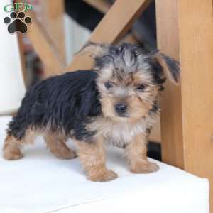 Scout, Yorkie Puppy