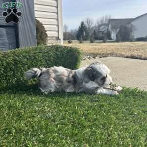 Skie, Mini Sheepadoodle Puppy