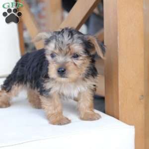 Scout, Yorkie Puppy