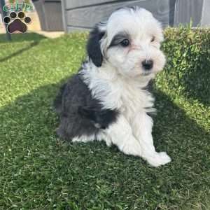 Bella, Mini Sheepadoodle Puppy