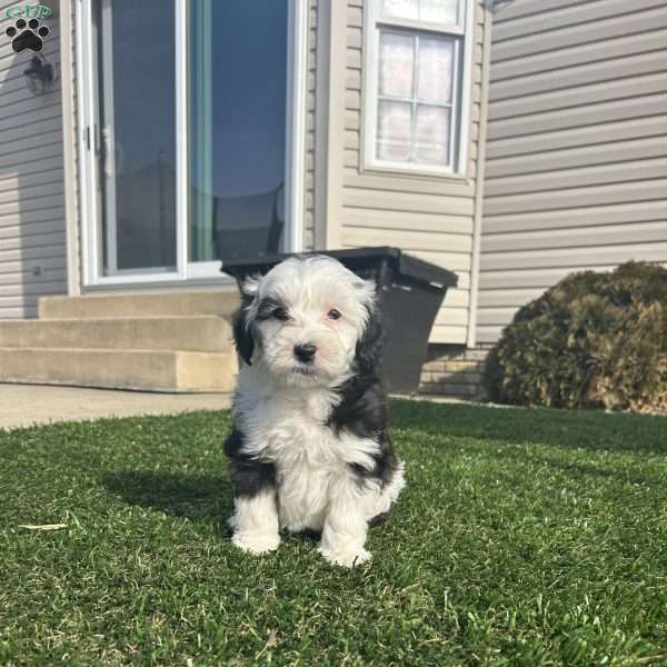 Bella, Mini Sheepadoodle Puppy
