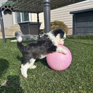 Bella, Mini Sheepadoodle Puppy