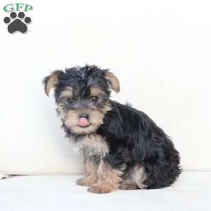 Rosie, Yorkie Puppy