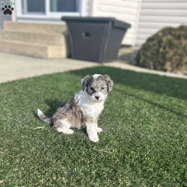 Cash, Mini Sheepadoodle Puppy