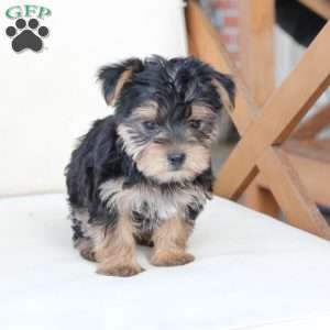 Rosie, Yorkie Puppy