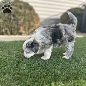 Ricky, Mini Sheepadoodle Puppy