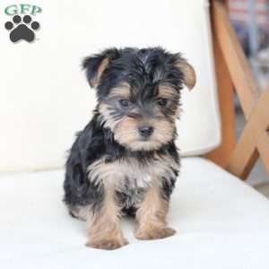 Rosie, Yorkie Puppy